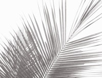 Monochrome tropical palm leaves -3 papiers peint