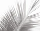 Monochrome tropical palm leaves -3