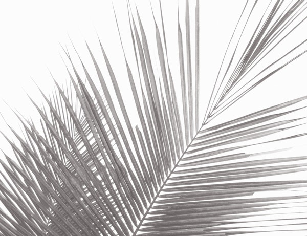 Monochrome tropical palm leaves -3