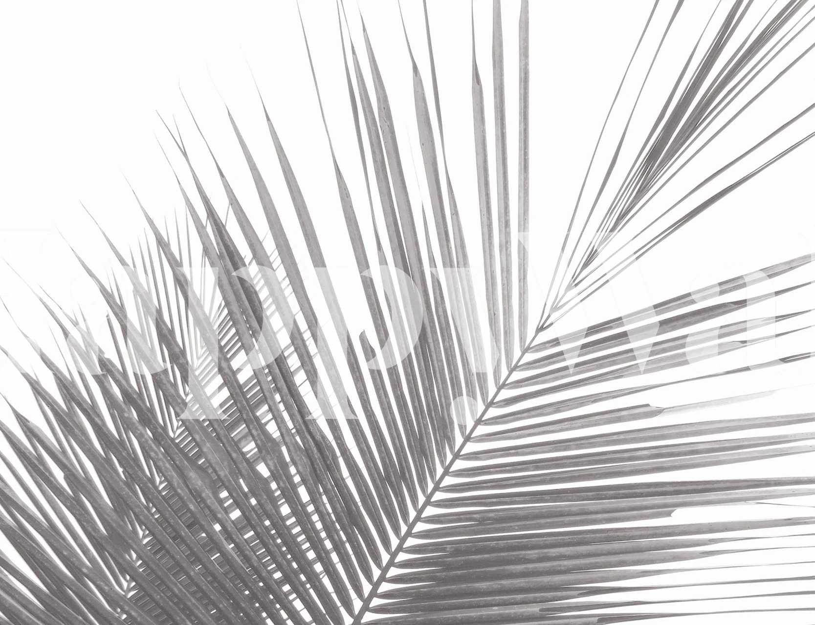 Monochrome tropical palm leaves wallpaper in a room