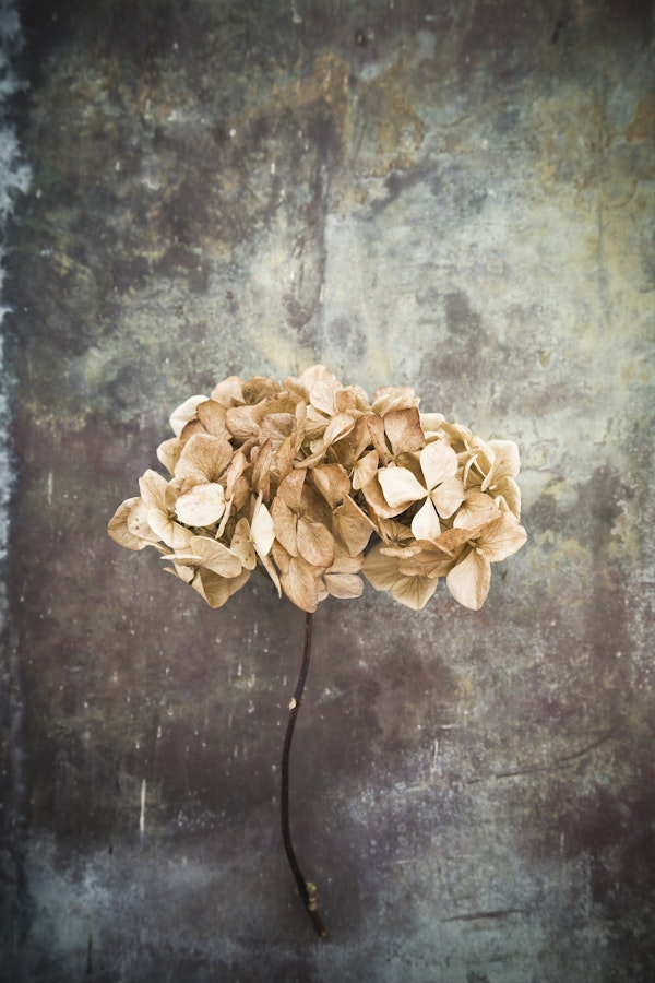 Dried Hydrangea