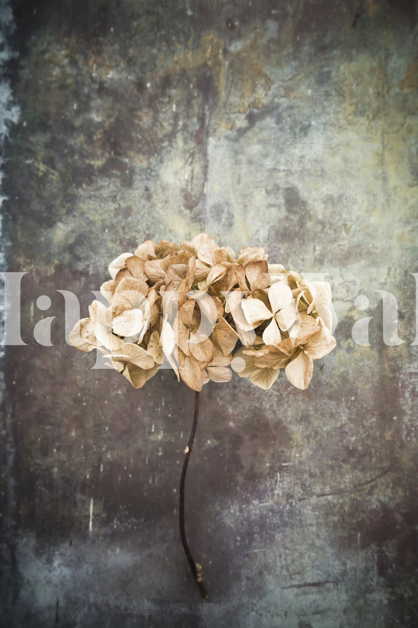 Dried Hydrangea Wall Mural with Rustic Backdrop