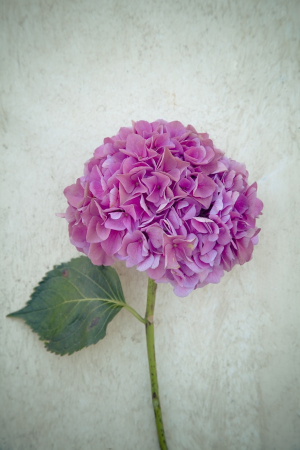 One Hydrangea