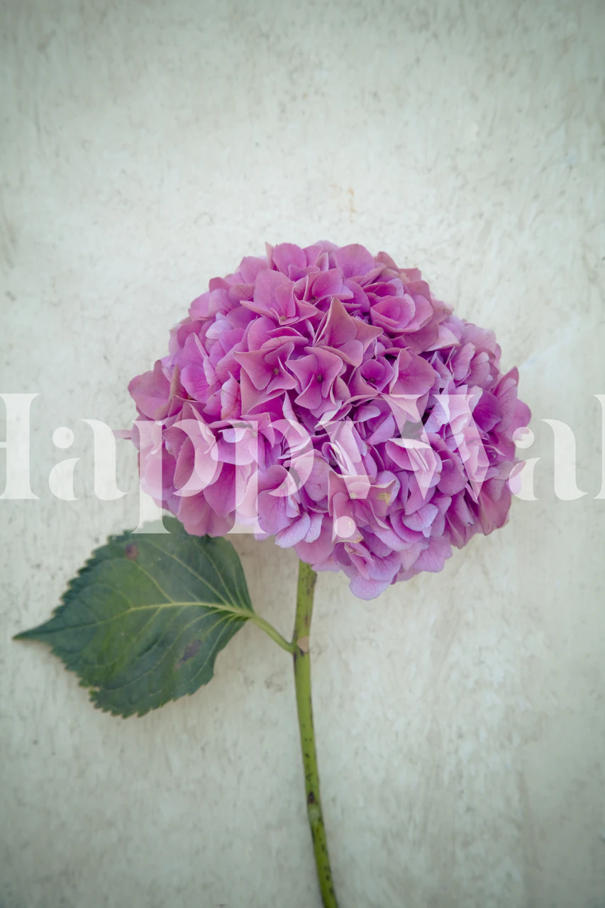 Tapeta Hydrangea w pokoju