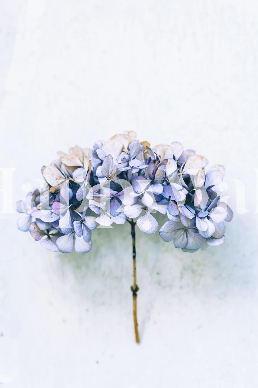 Blue hydrangea floral pattern on white background wallpaper