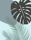 Monstera Palm Finesse 2