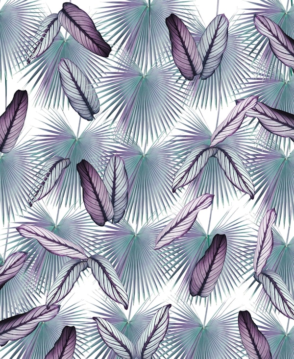 Calathea Fan Palm Leaves 1