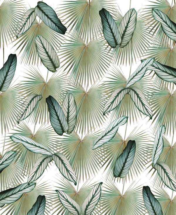 Calathea Fan Palm Leaves 2