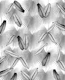 Calathea Fan Palm Leaves 3
