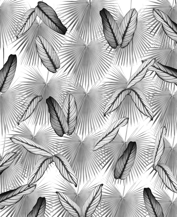 Calathea Fan Palm Leaves 3