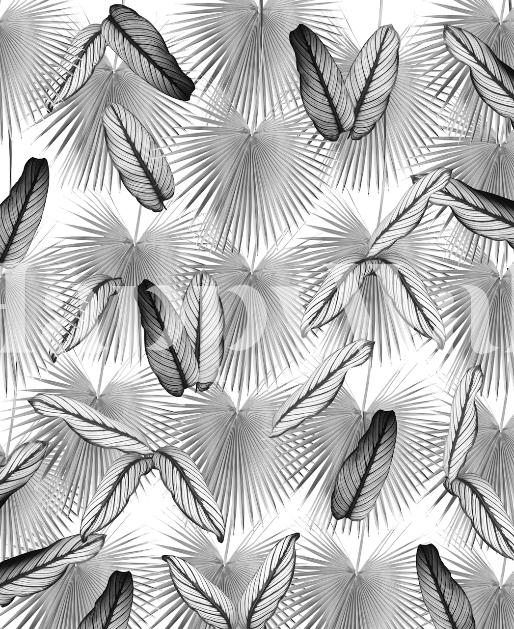 Calathea Fan Palm Leaves wall mural in monochrome