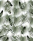 Calathea Fan Palm Leaves 4