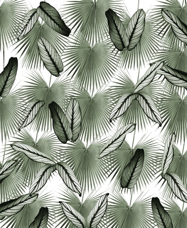 Calathea Fan Palm Leaves 4