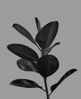 Ficus Finesse 3 ταπετσαρία