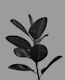 Ficus Finesse 3