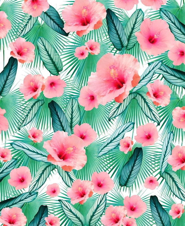 Hibiscus Calathea Fan Palm 2