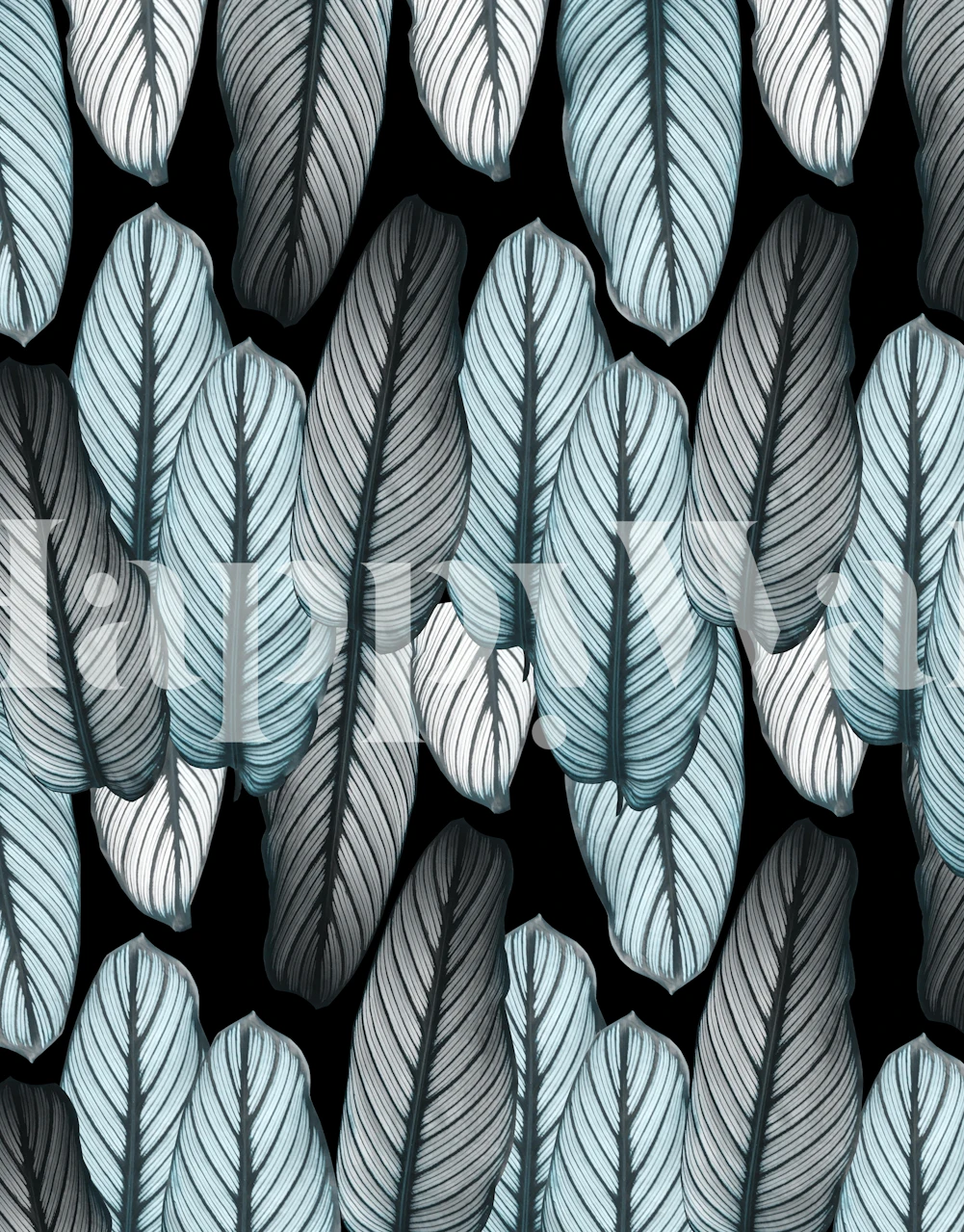 Fototapeta se vzorem listů Calathea s tmavým pozadím