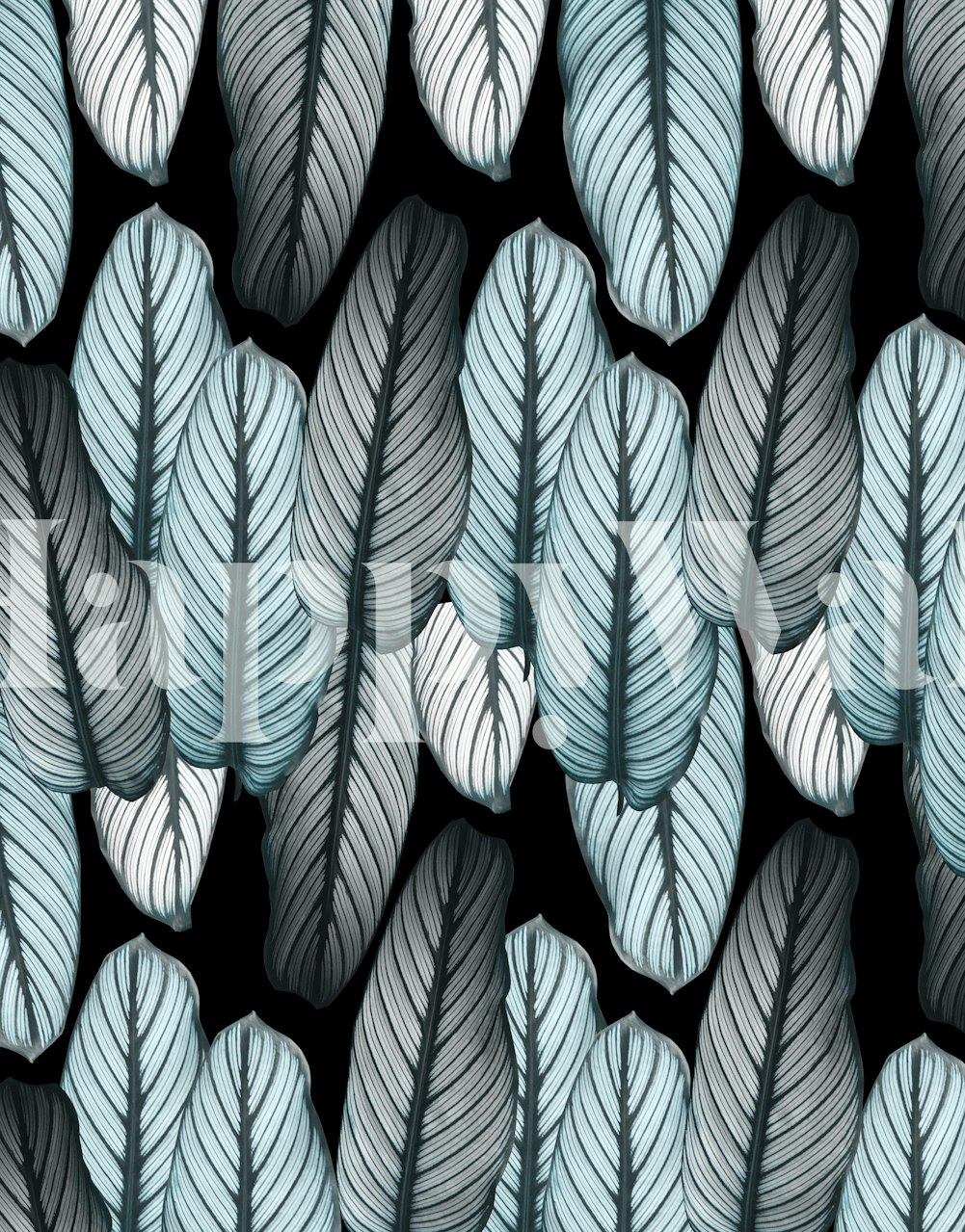 Calathea Leaves Pattern Wall Mural with a dark background