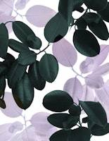 Ficus Leaves Glam 1 ταπετσαρία