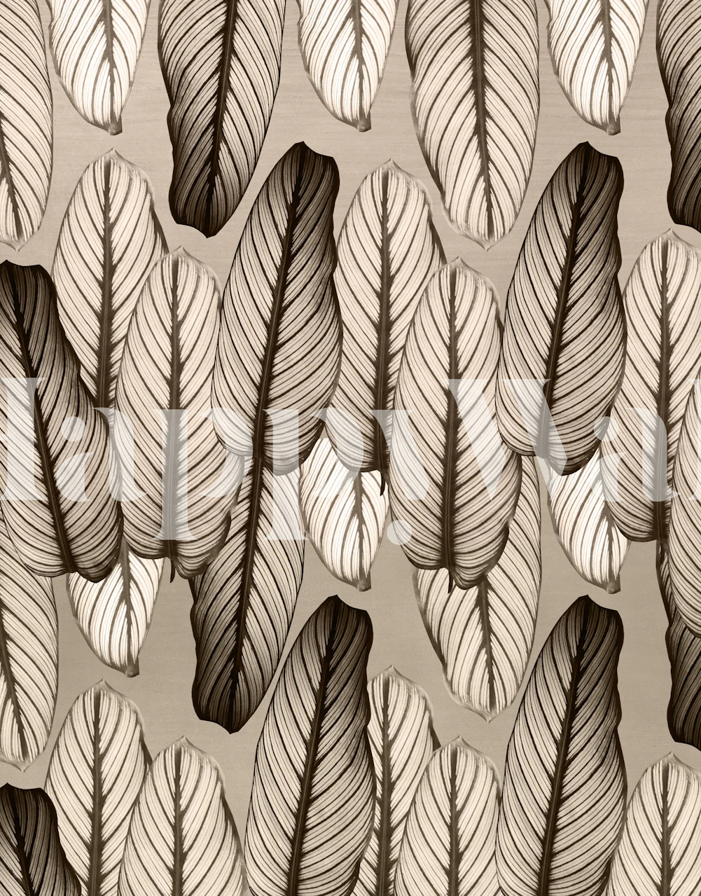 Calathea leaves pattern wallpaper in a room