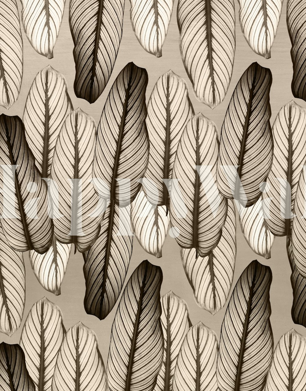 Calathea leaves pattern wallpaper in a room