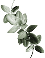 Yin Yang Ficus Glam 1 tapet