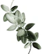 Yin Yang Ficus Glam 1