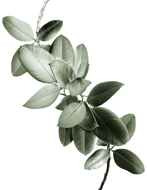 Yin Yang Ficus Glam 1