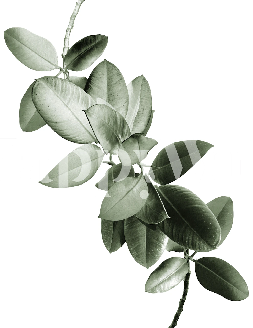 Green leafy branch design wallpaper in black and white style