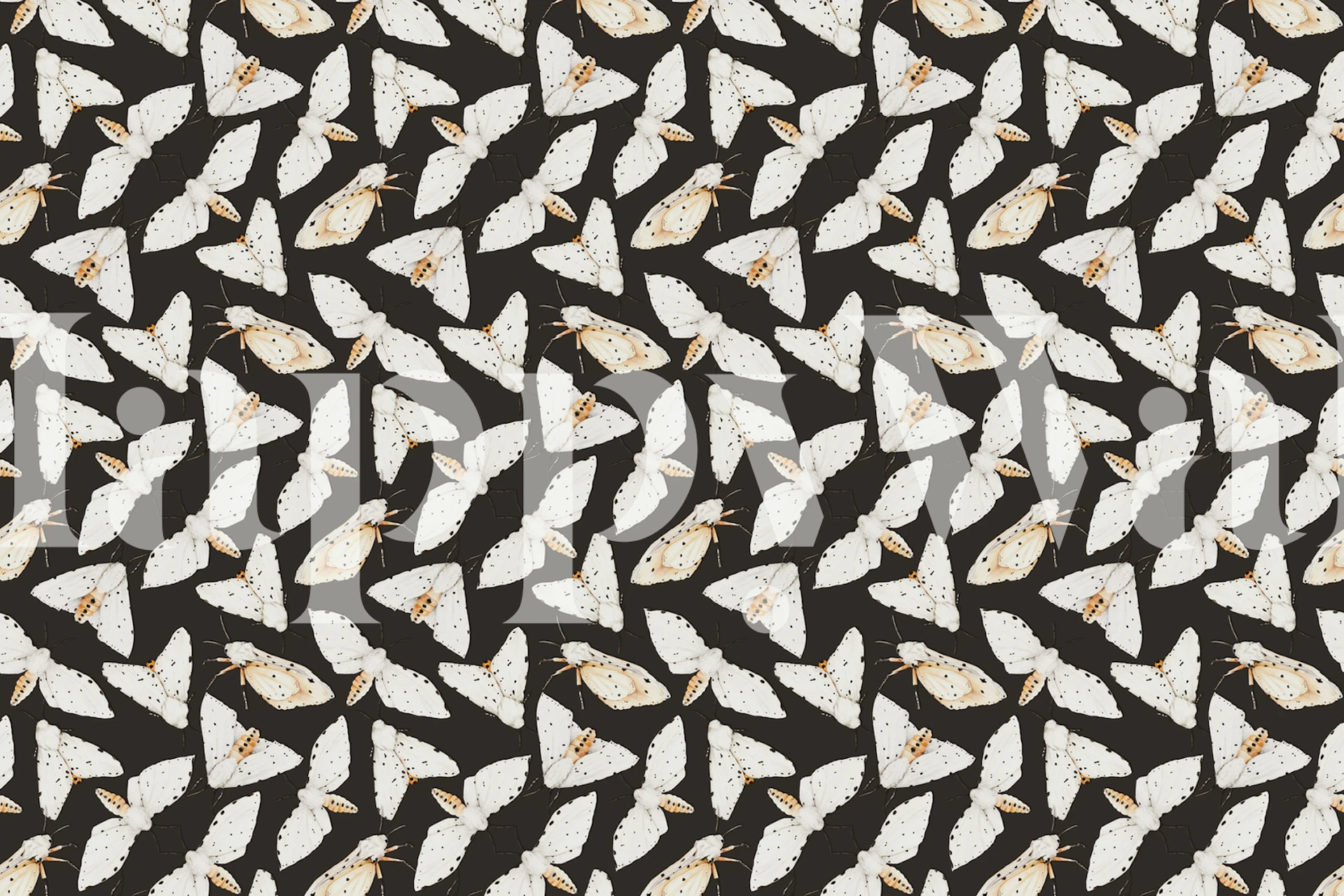 Black moths with white wings on a black background wallpaper