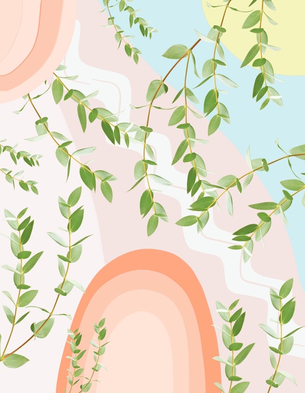 Eucalyptus Rainbow Dream 2