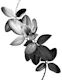 Yin Yang Ficus Glam 2
