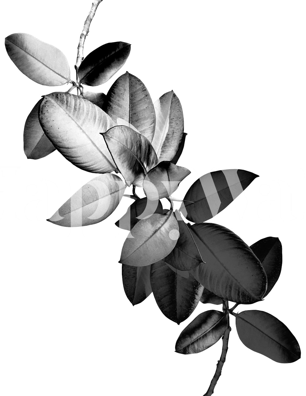 Black and white leaves wallpaper design
