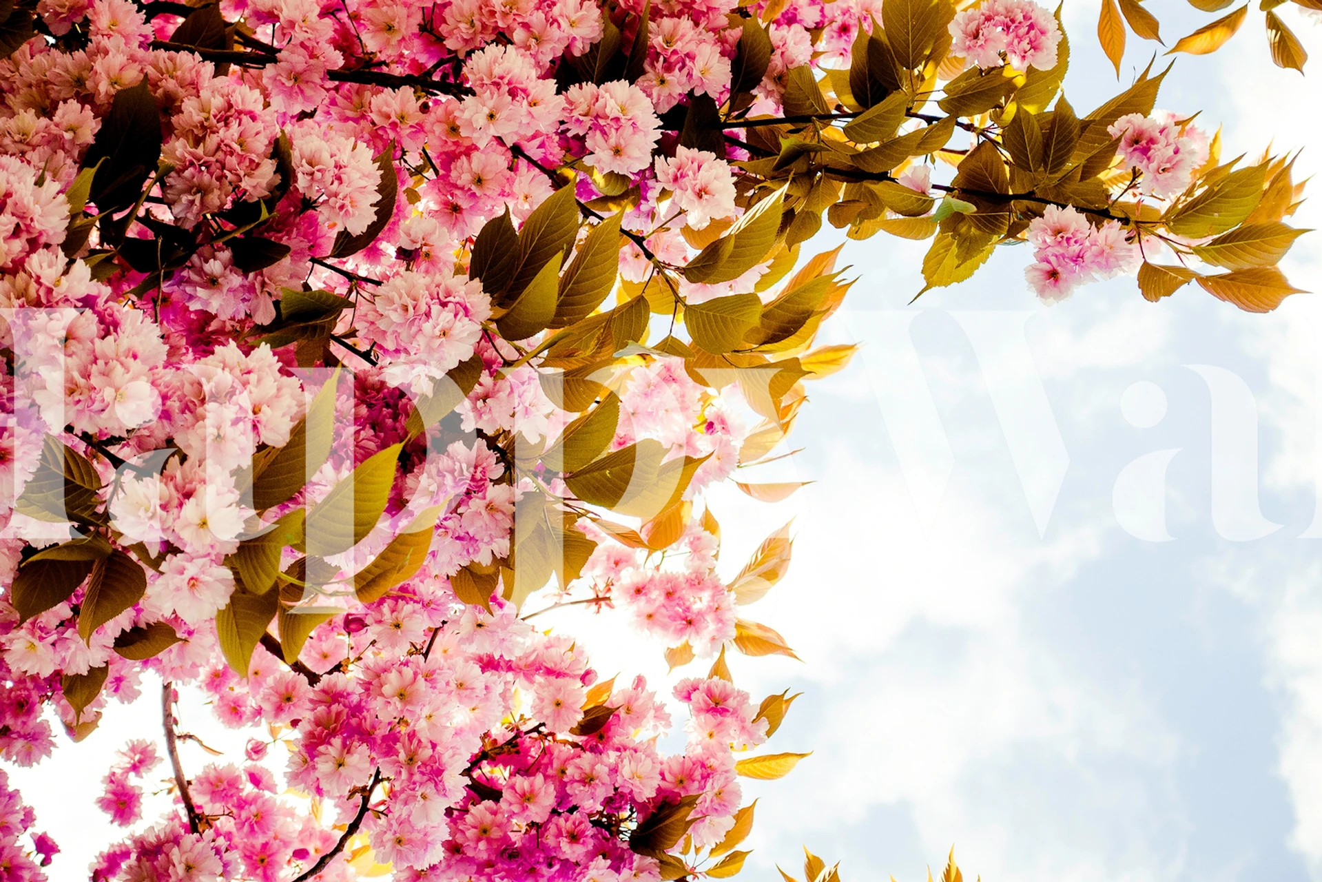 Tapeta Pink Blossom Flowers v pokoji