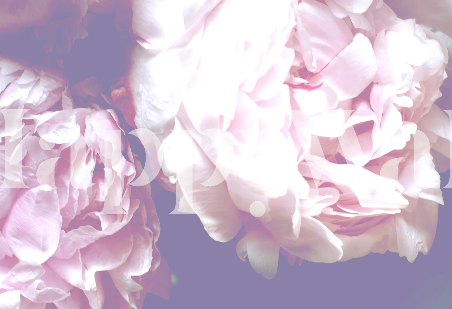 Papel tapiz Peony exhibido en una habitación