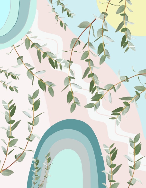 Eucalyptus Rainbow Dream 3