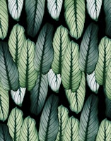 Calathea Leaves Pattern 3 papel de parede