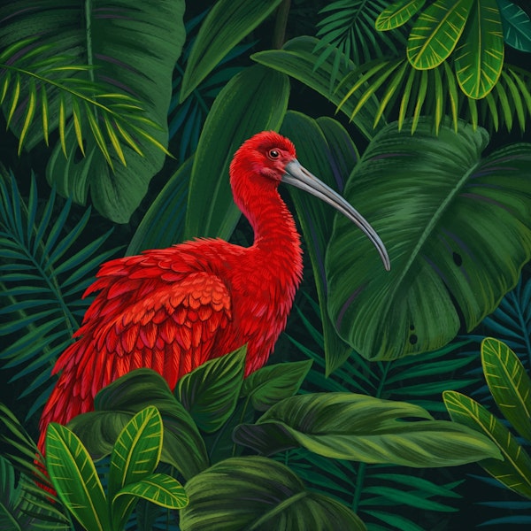 Scarlet Ibis