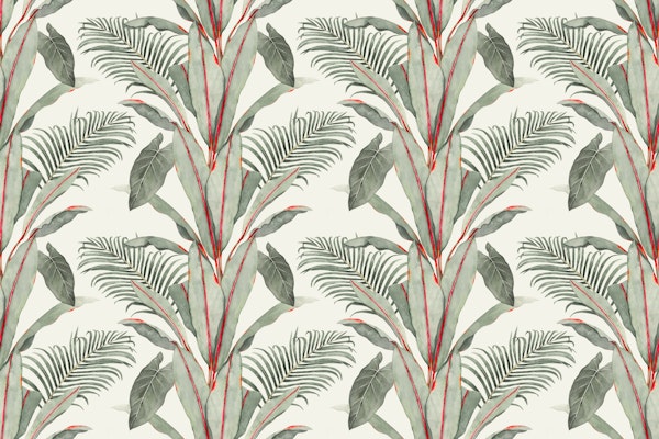 Abyssinian Banana Palm Sand