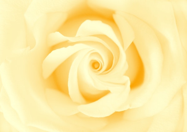 Yellow Beauty Rose 1