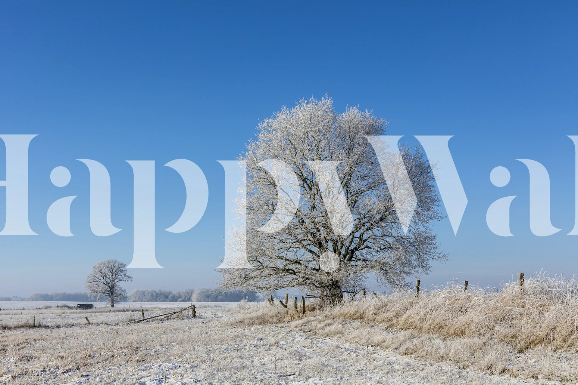 Fototapeta Majestátní zasněžený strom v zimní krajině.