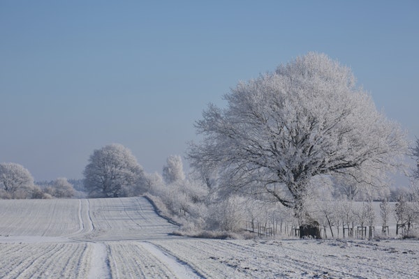Winterly Nordic Landscape