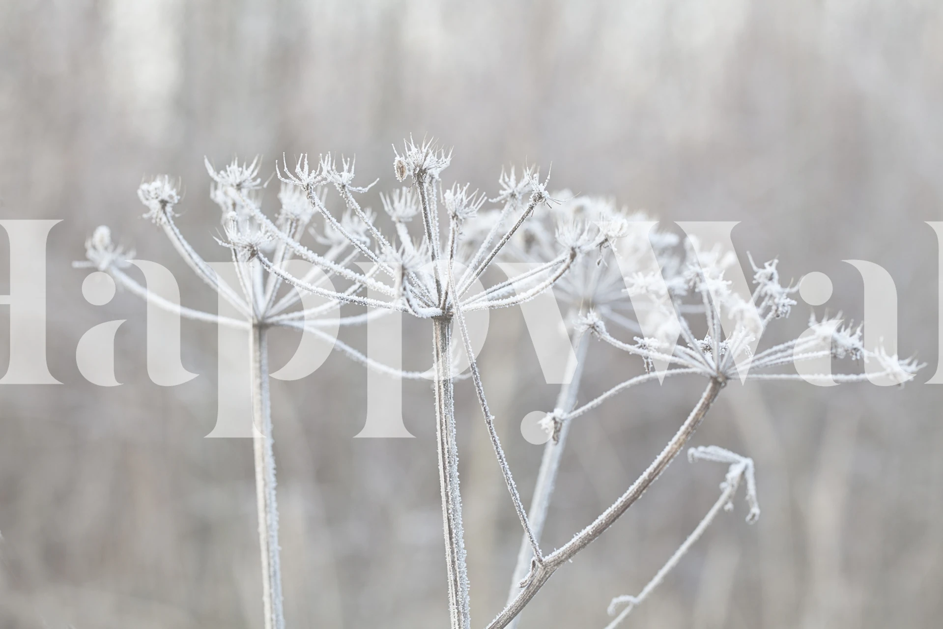 Delikat vinterblomstsilhuett med frost på dempet bakgrunn
