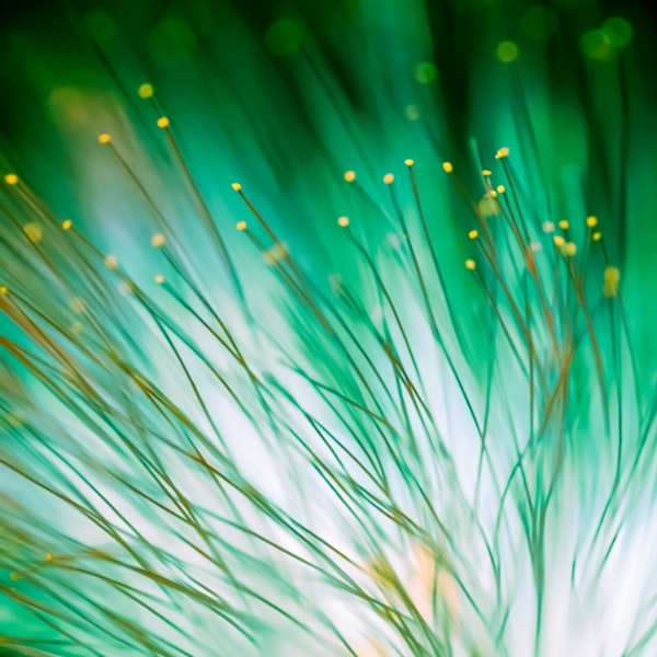 Green light and flower