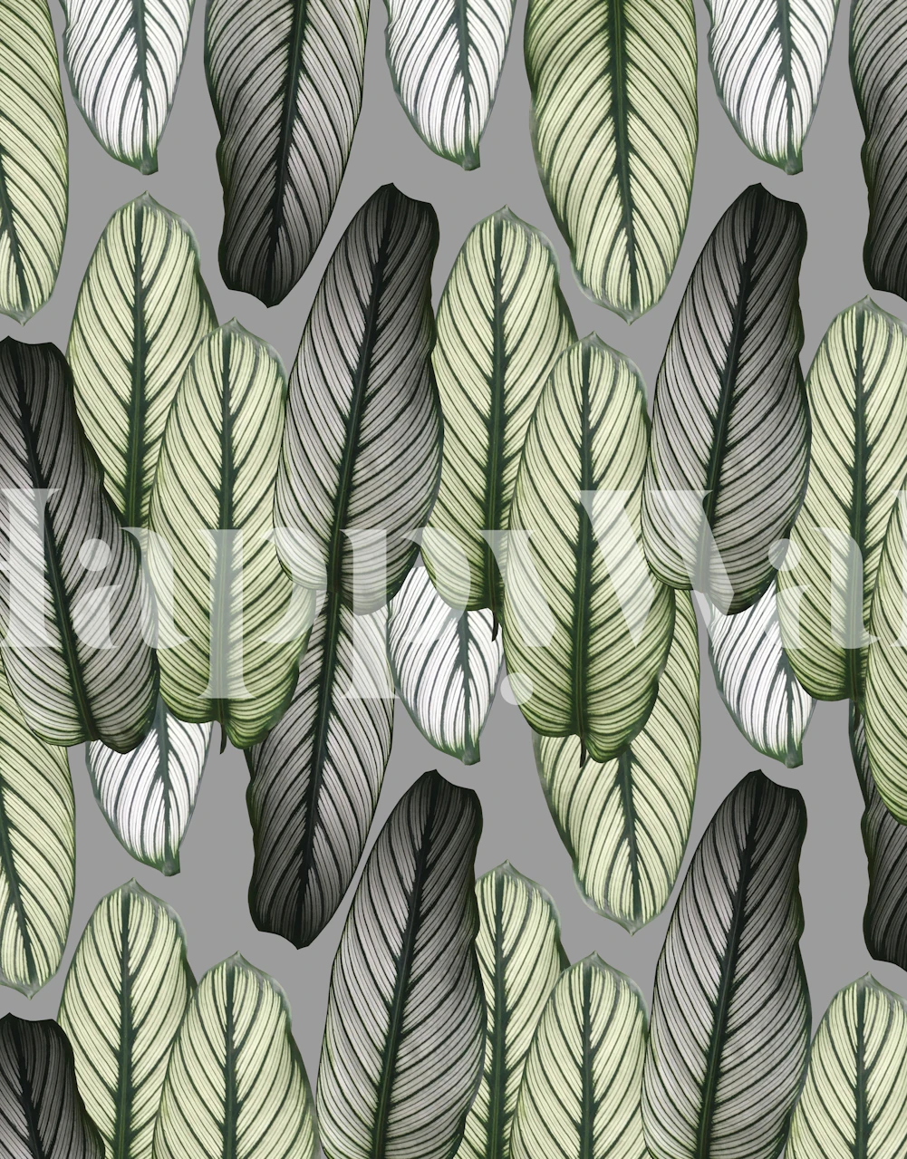 Calathea leaves pattern in green and gray tones wallpaper
