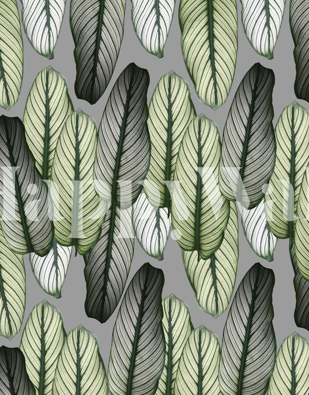 Tapeta Calathea Leaves Pattern prikazana u prostoriji