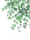 Eucalyptus Green Delight 1