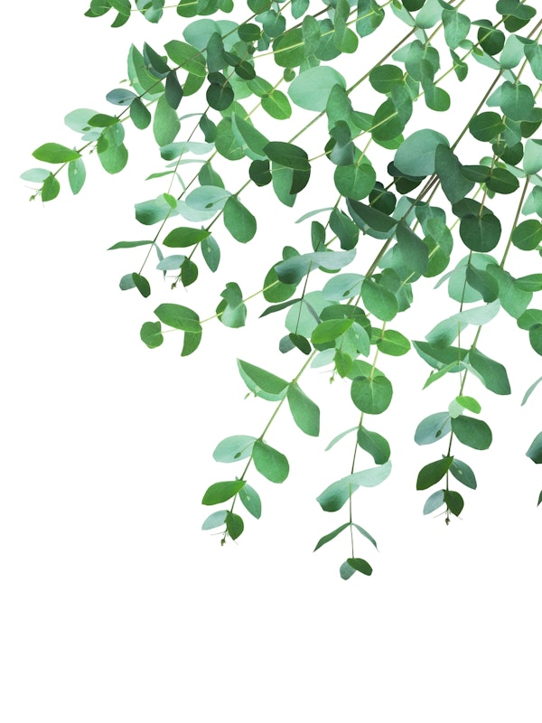 Eucalyptus Green Delight 1