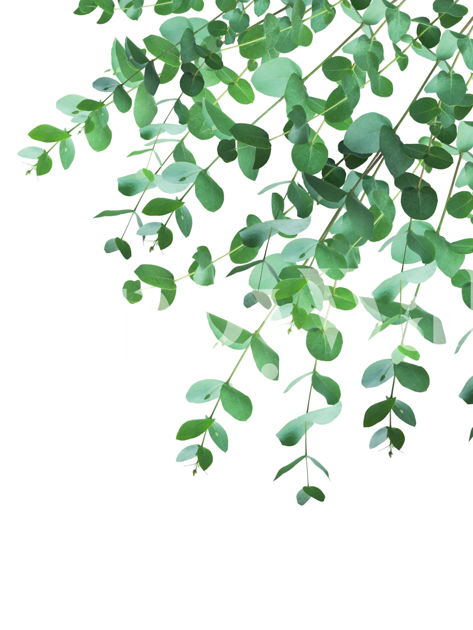 Eucalyptus leaves in green tones on a white background wallpaper