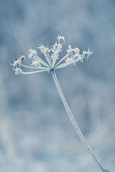 Τοιχογραφία